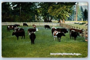 c1910's Dairy Cattle Tillamook Oregon OR Animals Farm Posted Antique Postcard