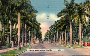 Florida Stately Royal Palm Lined Boulevard 1951