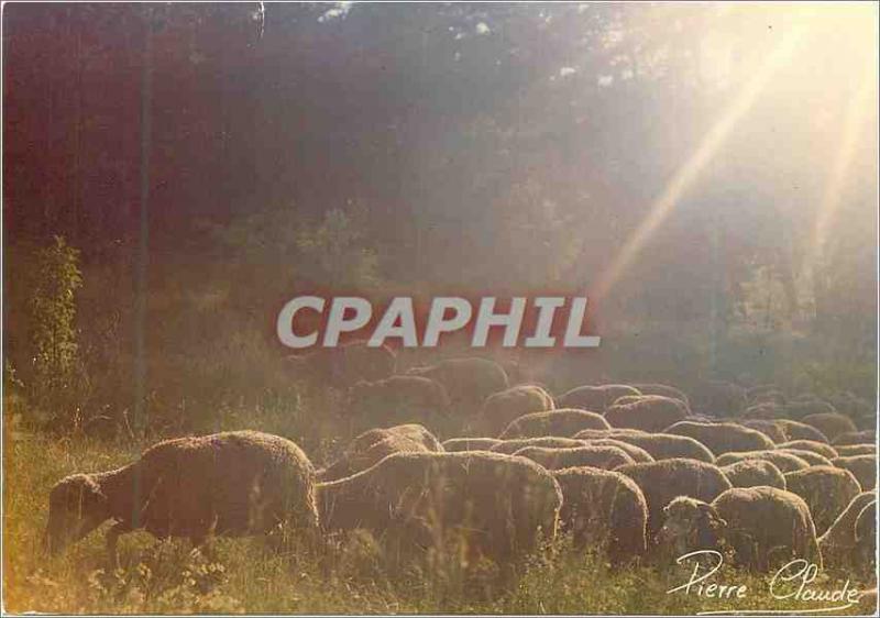 Modern Postcard Images of Pasture Sheep With us Bergere