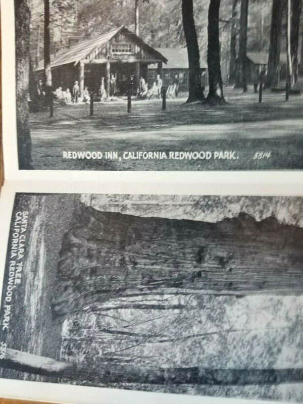 Pacific Novelty Postcard Foldout Views of California Redwood Park c1920