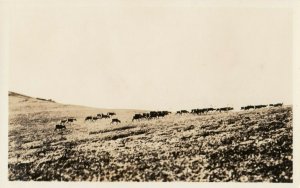 RP:  Caribou , Alaska , 1910-20s