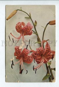 427174 FLORA Flowers LILY Lilium Vintage Rommler #97 postcard