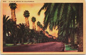 USA California A Palm Drive Vintage Postcard C164
