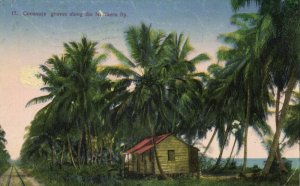 Costa Rica, C.A., Coconut Groves along the Northern Ry (1926) Wimmer Postcard