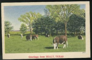 Greetings From Sealy Texas Steer Cattle Linen 1946