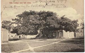 Bahamas Silk Cotton Tree 1910 