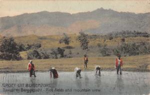 Buitenzorg Indonesia Rice Fields and Mountain View Antique Postcard J45928