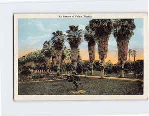 Postcard An Avenue of Palms, Florida
