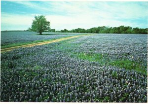 Vintage Postcard Texas Bluebonnets Beautiful Colorful Spring State Flower TX