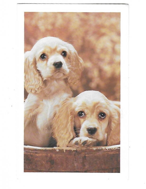 Two Adorable Dogs Golden Cocker Spaniels