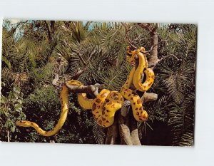Postcard Giant Python, Jungle Cruise, Walt Disney World, Lake Buena Vista, FL