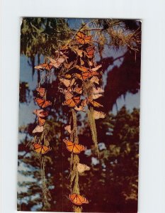 Postcard Monarch Butterflies Pacific Grove California USA