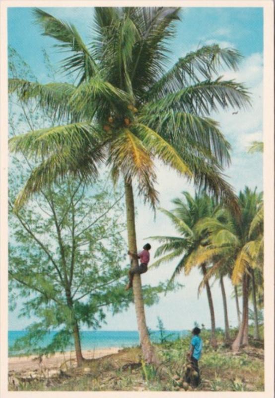 Bahamas Bahamians Climbing For Coconuts