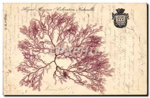 Old Postcard flowers Dried Seaweed