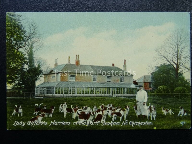 Sussex OLD PARK BOSHAM Lady Giffords Harriers HUNTING DOGS HOUNDS - Old Postcard