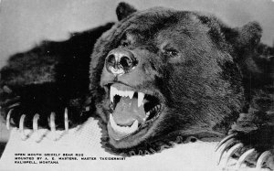 Kalispell, MT Montana  GRIZZLY BEAR RUG  A.E. Masters Taxidermist 1951 Postcard