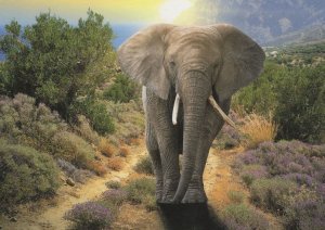 Imposing Scary Elephant Bull Imposanter Elefanten Bulle German Postcard