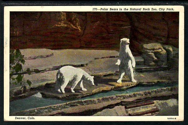 Polar Bears Natural Rock Zoo Denver CO Postcard 5280