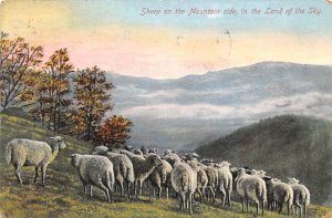 Sheep on the Mountain Side Sheep 1910 