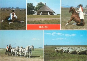 Postcard ethnic Bugac Tulok Ferenc horse parade whip