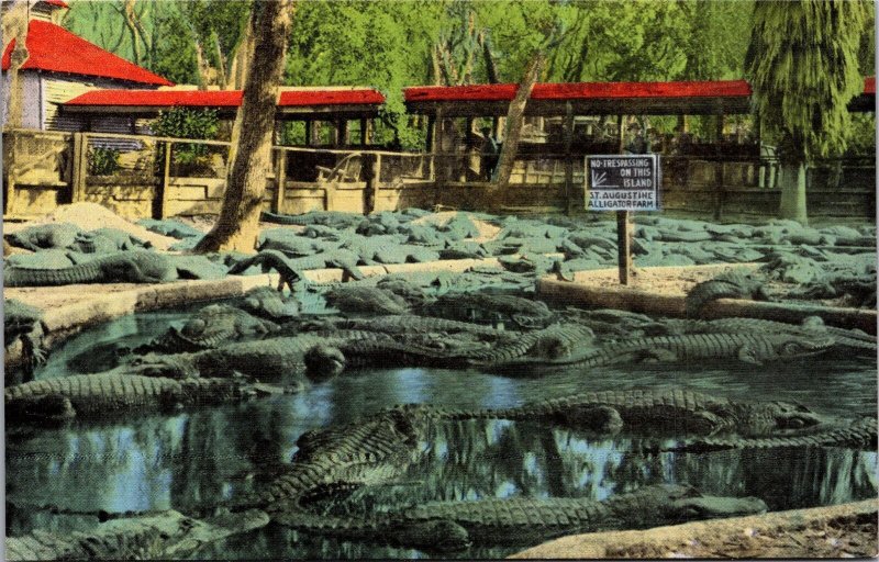 Postcard FL St. Augustine Alligator Farm