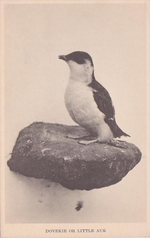 Illinois Chicago Dovekie Or Little Auk Field Museum Of Natural History