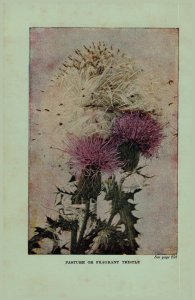 Vintage 1922 Print Tansy Pasture Thistle 2 Side Flowers You Should Know