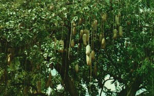 Vintage Postcard Sausage Tree Kigelia Pinnata Native Of South West Africa Hawaii