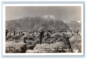 Vintage RPPC Coachella Devils Cactus Garden CA Postcard F112E