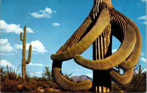 Guardians Desert Octopus Giant Saguaro Cactus Postcard UNP VTG Petley Unused 