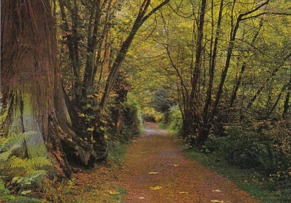 Canada British Columbia Vancouver Forest Trail In Stanley Park