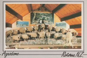 The Agrodome Sheep Rotorua New Zealand Postcard