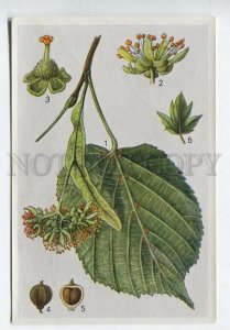 428056 Flower Tilia cordata Vintage Sammelwerk Tobacco Card w/ ADVERTISING