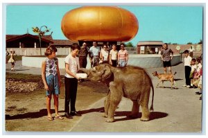 The Indianapolis Zoo George Washington Park Indiana IN, Elephant Scene Postcard