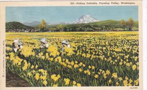 Washington Puyallup Valley Picking Daffodils 1950 Curteich