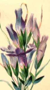 1880 Barnard Sumner & Co. Christmas Card Lovely Purple Flowers F114