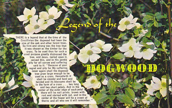 Legend Of The Dogwood Canadian Pacific Dogwood