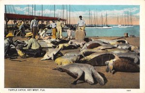 Key West Florida view of men with daily turtle catch antique pc ZC549314