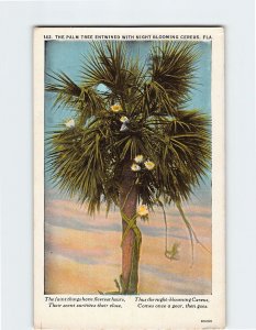 Postcard The Palm Trees Entwined With Night Blooming Cereus, Florida