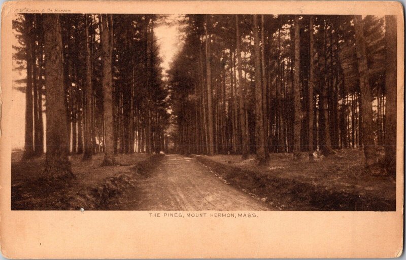Road Through The Pines, Mount Hermon, MA Vintage Postcard K50