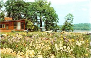 West Nyack, NY New York  CASSEBEER IRIS NURSERY Grow Field  ADVERTISING Postcard