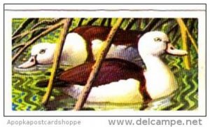 Brooke Bond Trade Card Tropical Birds No 46 Radjah Shelduck