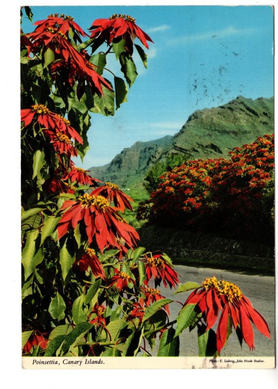 Poinsettia, Canary Islands, Used 1977