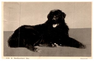 Dog , Newfoundland