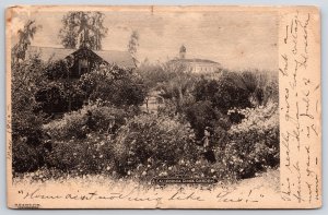 1905 California Rose Garden Harvesting Flowers Beautiful Garden Posted Postcard