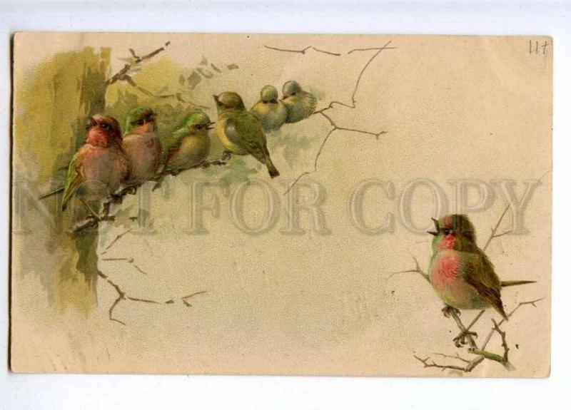 189886 Colorful BIRDS Singing Song Vintage Russian LITHO PC