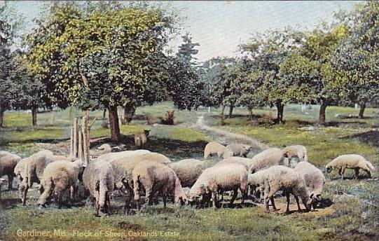 Flock Of Sheep Oaklands Estate Gardiner Maine