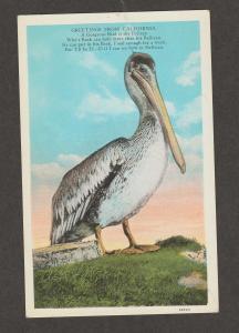 California Pelican Postcard Bird Wildlife Humorous Funny Verse