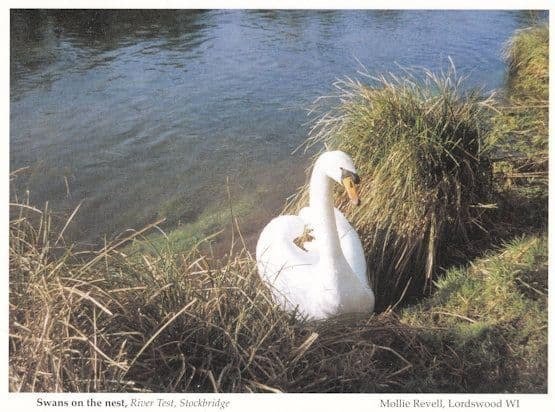 River Test Stockbridge Hampshire Swans Postcard