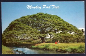 Hawaii Monkey Pod Tree Hardwood for Island woodcarvers - Chrome